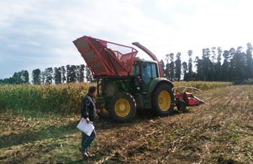 株式会社アグリパートナー宮崎　飼料用トウモロコシの収穫作業