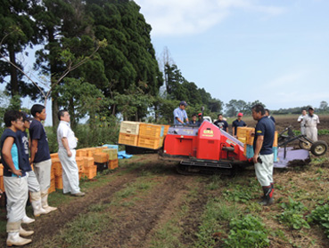 株式会社ファームヤマザキ　加工用甘藷の収穫作業