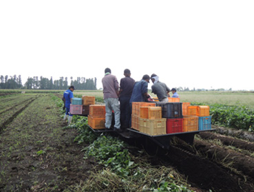 株式会社ファームヤマザキ　加工用甘藷の収穫作業